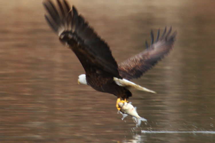 bald eagle Haliaeetus leucocephalus snagging fish dropped by cormorant from water