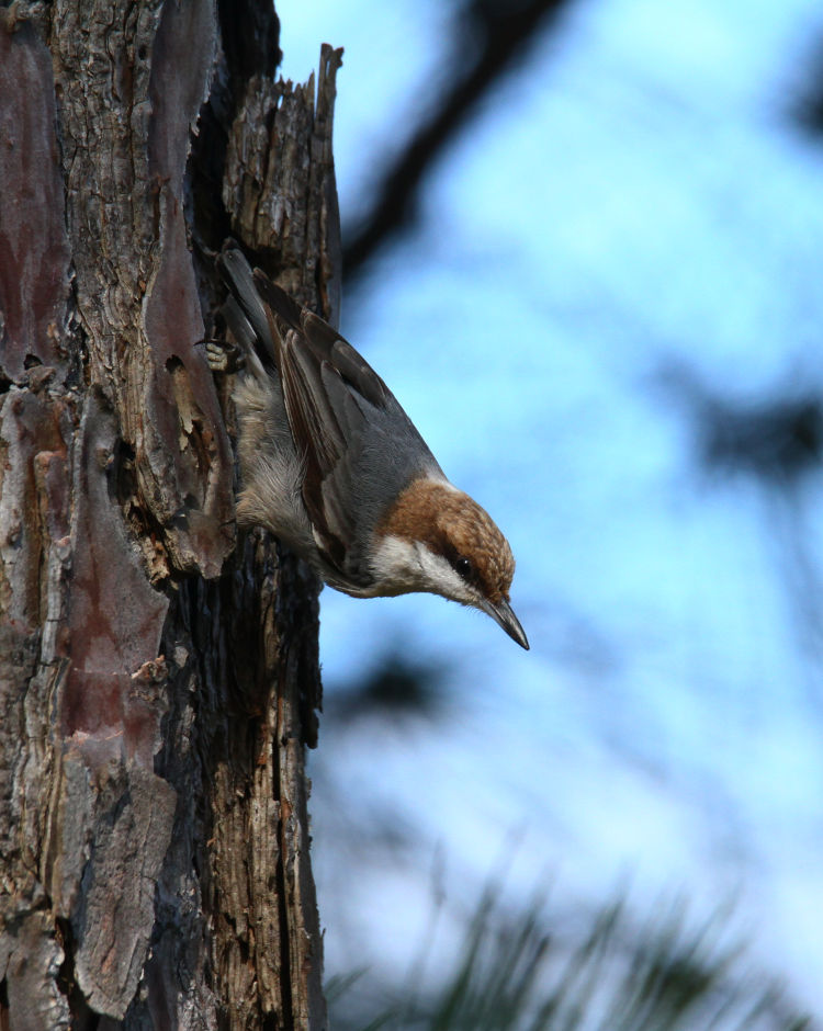 brown-headed nuthatch Sitta pusilla clinging upside-down to side of tree
