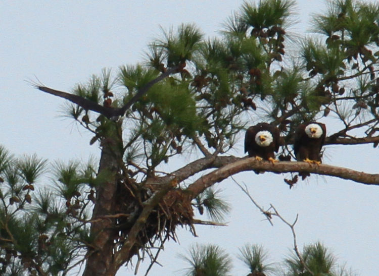 osprey Pandion haliaetus diving on pair of perched bald eagles Haliaeetus leucocephlaus alongside osprey nest
