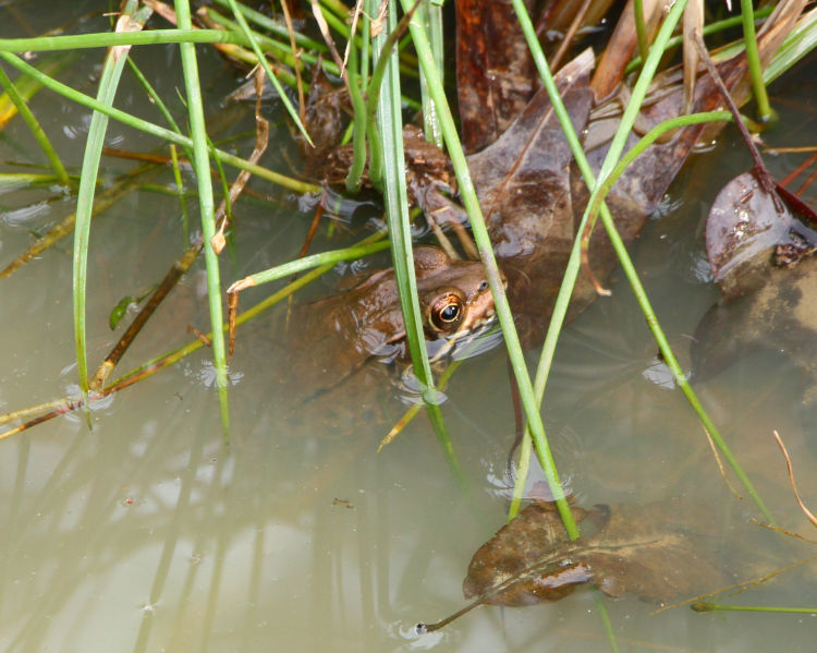 green frog Lithobates clamitans peeking from under grass at edge of ditch