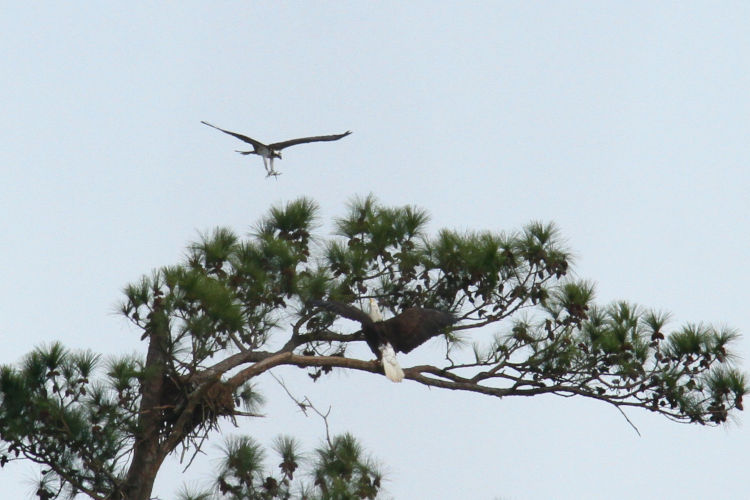 osprey Pandion haliaetus diving on perched bald eagle Haliaeetus leucocephlaus alongside osprey nest