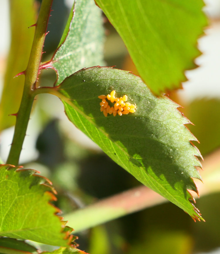 eggs, likely from ladybeetle, on underside of rose leaf with accompanying aphid