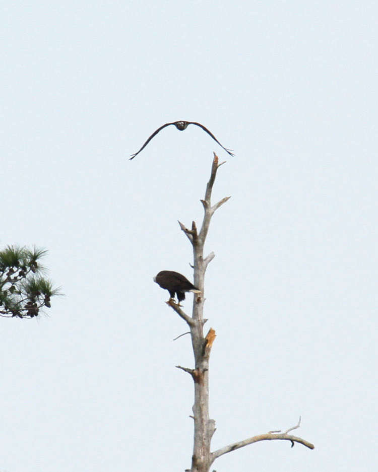 osprey Pandion haliaetus diving on perched bald eagle Haliaeetus leucocephlaus in dead tree not far from osprey nest