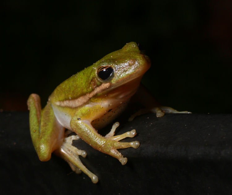 first green treefrog Dryophytes cinereus of the year