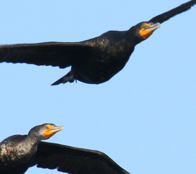 pair of double-crested cormorants Nannopterum auritum passing overhead, tightly cropped