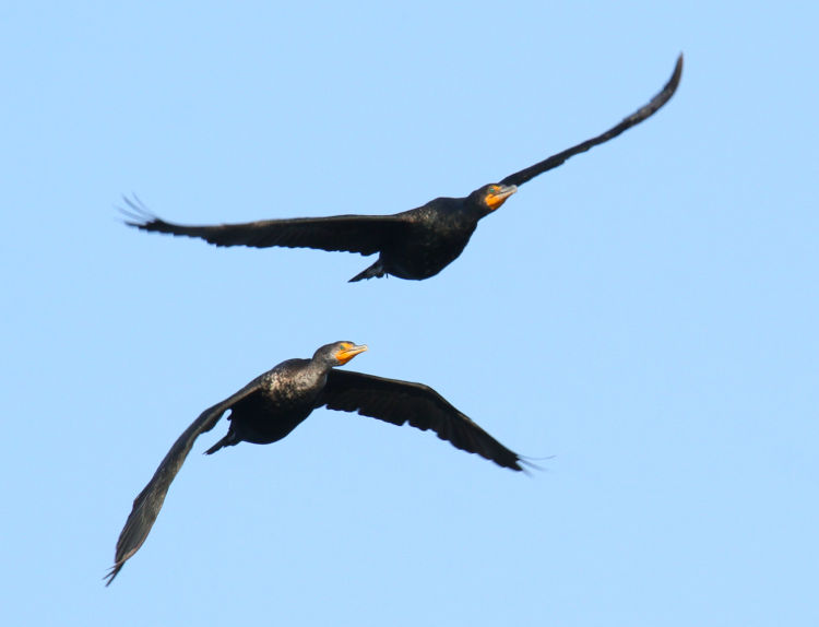 pair of double-crested cormorants Nannopterum auritum cruising overhead