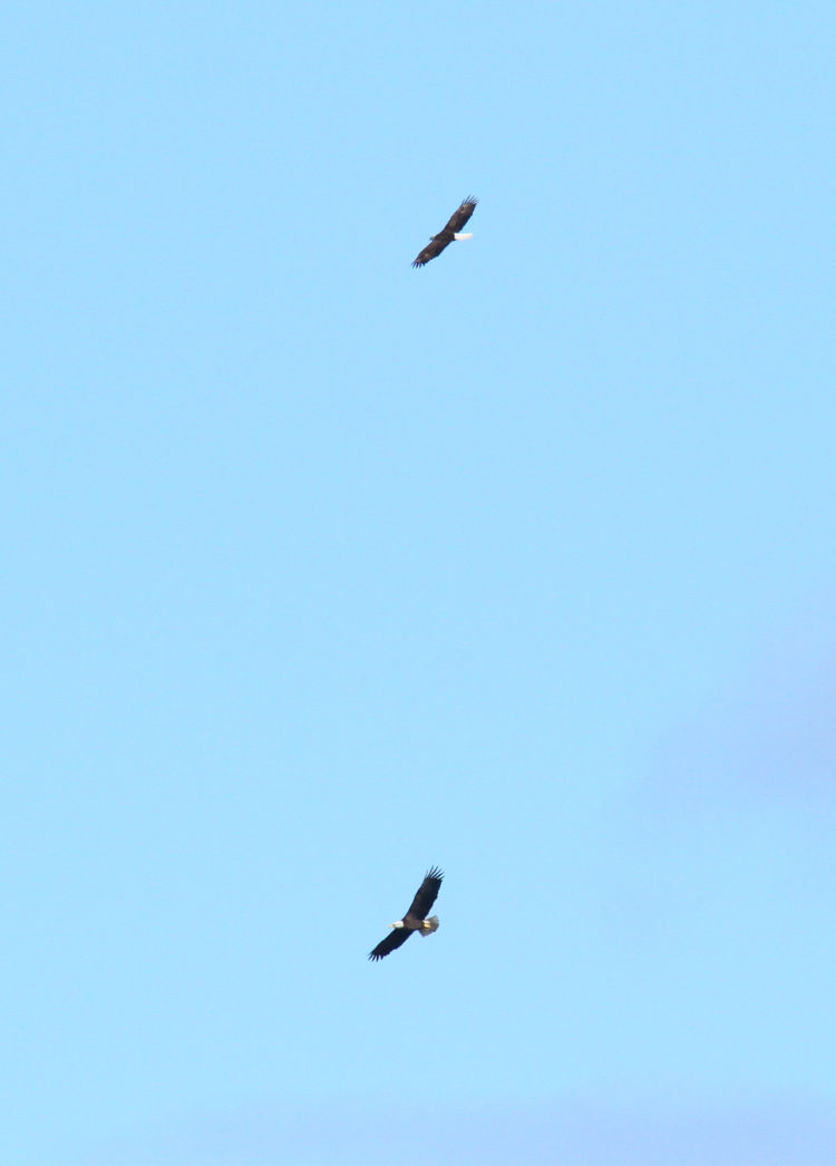 pair of adult bald eagles Haliaeetus leucocephlaus wheeling together in air