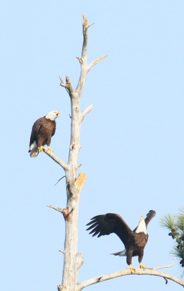 pair of bald eagles Haliaeetus leucocephalus conversing on dead tree