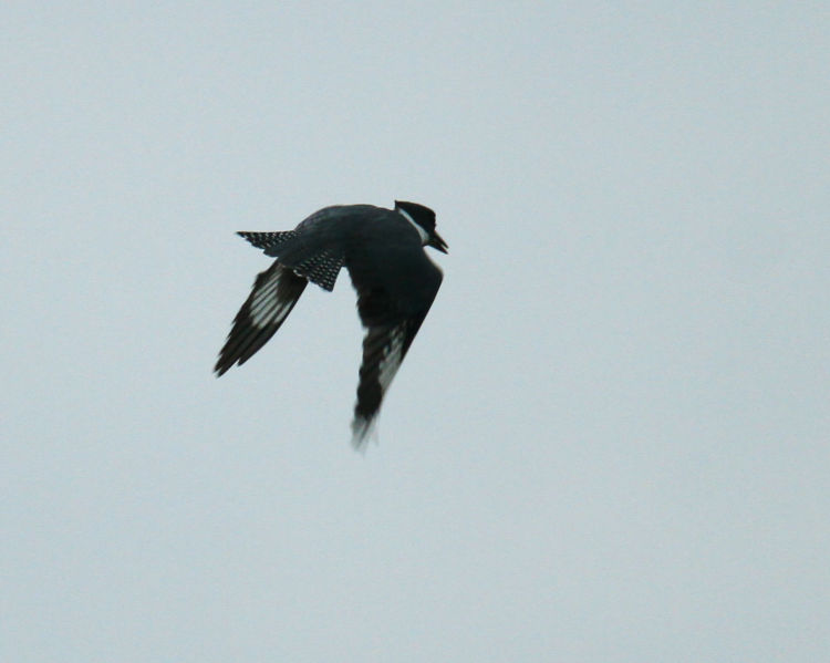 likely male belted kingfisher Megaceryle alcyon shooting past