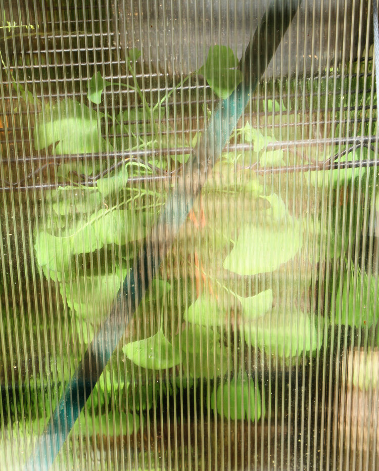 exuberant dwarf ginkgo Ginkgo biloba tree seen through side of greenhouse