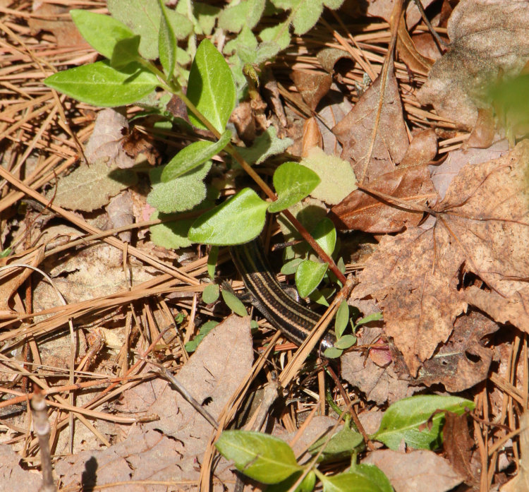 mostly hidden American five-lined skink Plestiodon fasciatus, venturing out as the weather warms