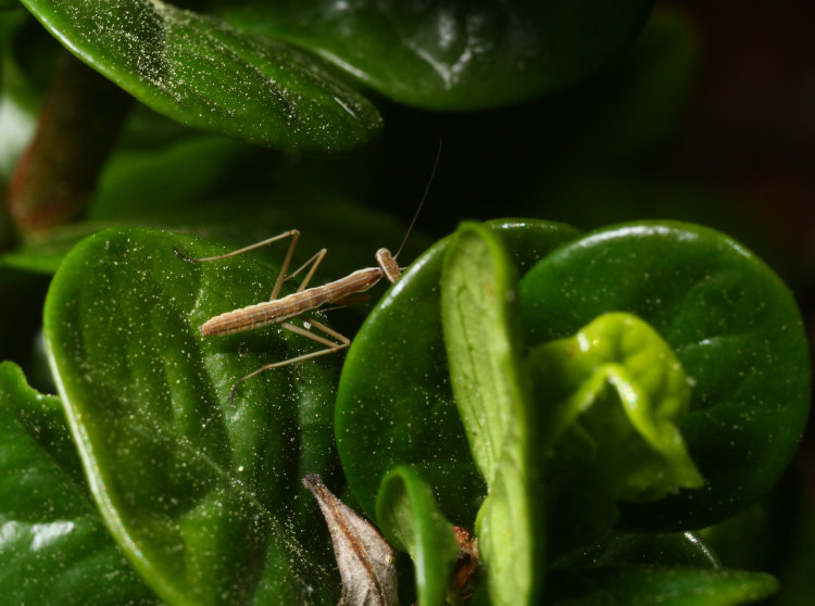 unidentified newborn mantis on gardenia leaf