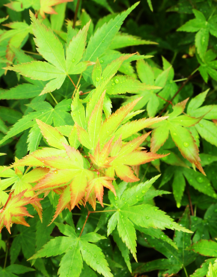 Japanese maple in greenhouse showing new growth