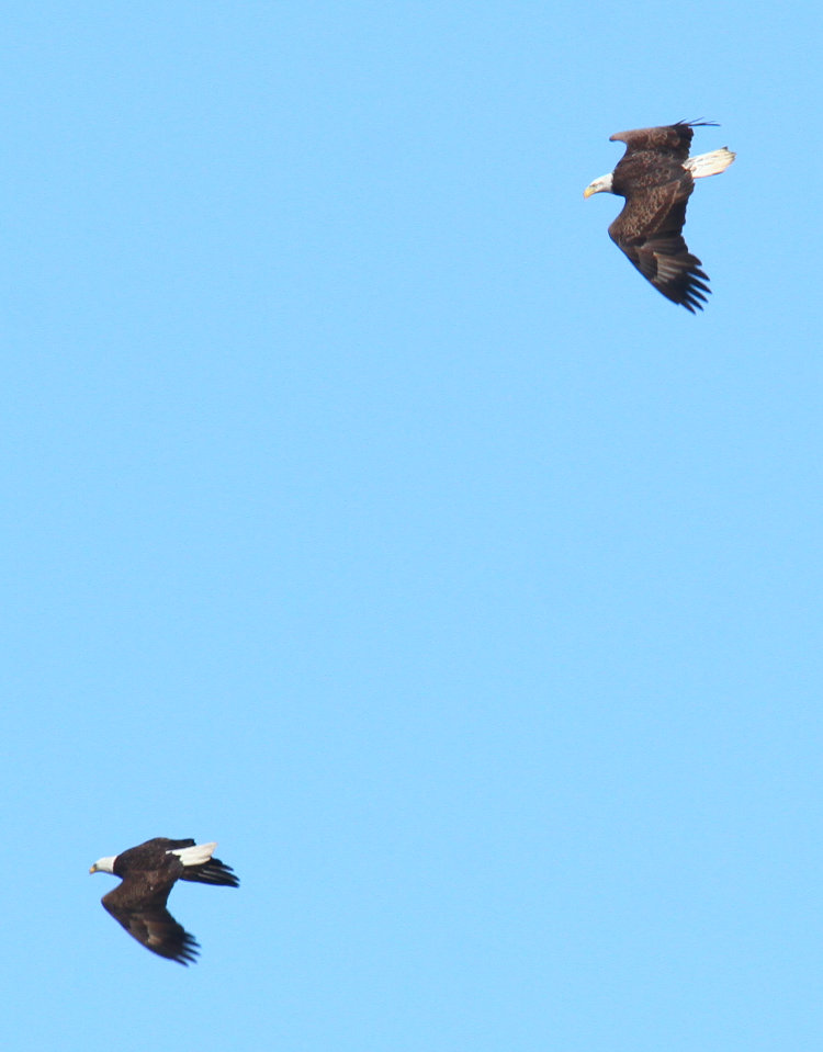 pair of bald eagles Haliaeetus leucocephalus wheeling together in non-aggressive manner