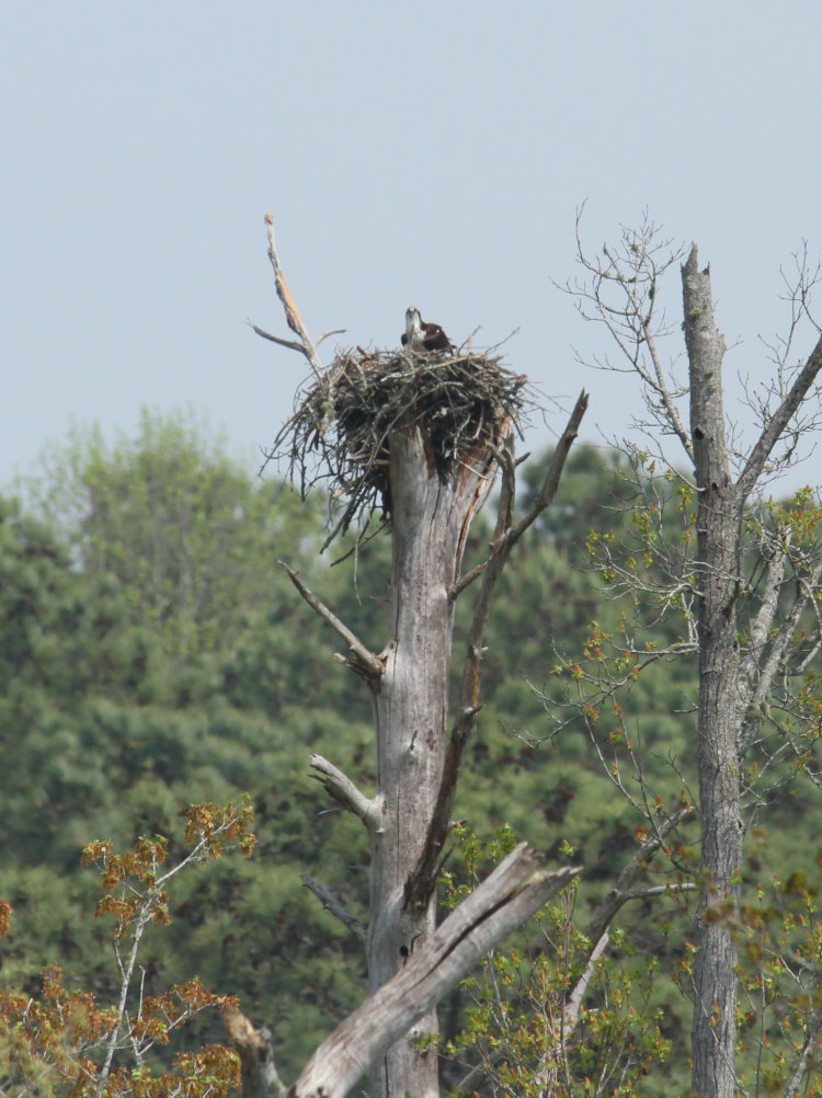 osprey Pandion haliaetus standing atop more distant nest