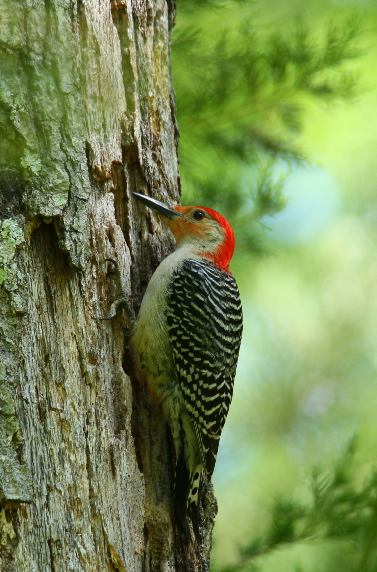 male red-bellied woodpecker Melanerpes carolinus fiercely foraging in dead trunk