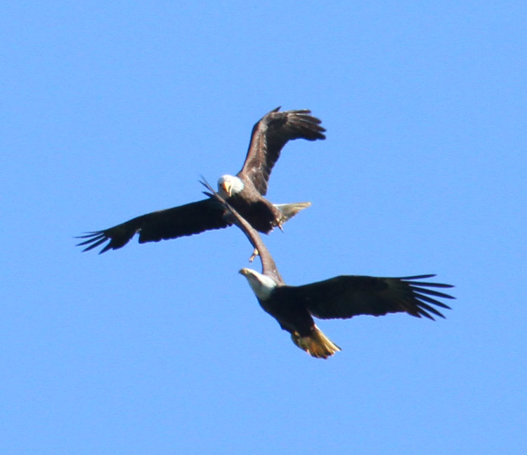 pair of bald eagles Haliaeetus leucocephalus in midair encounter, not distinctly aggressive