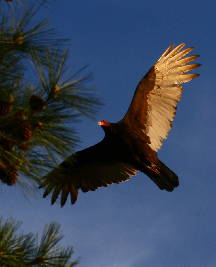 turkey vulture Cathartes aura overhead catching the morning sunlight
