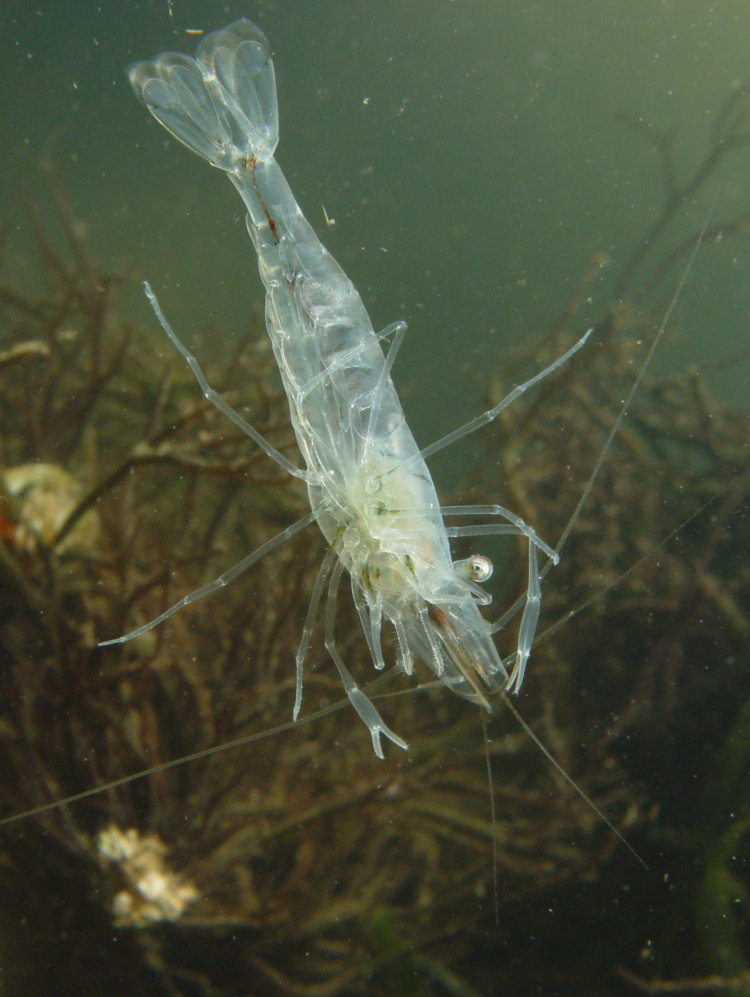 grass shrimp Palaemon paludosus perched against glass in home aquarium