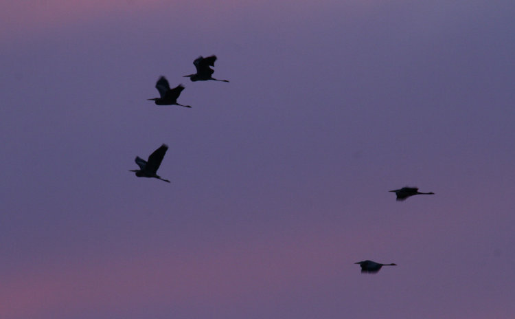 flock of great blue herons Ardea herodias herodias crusing past just before sunrise