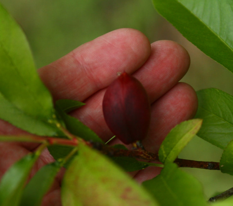 developing almond on almond tree at Walkabout Estates