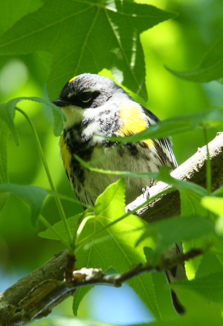 adult male yellow-rumped warbler Setophaga coronata "Myrtle" phase in American sweetgum tree