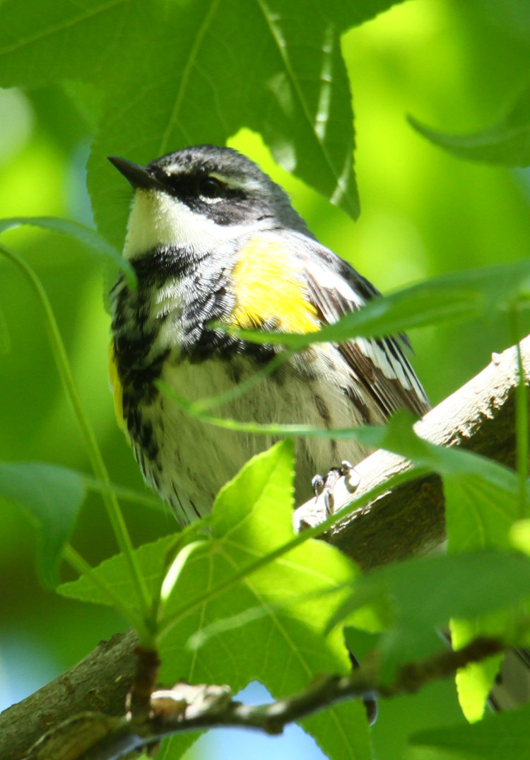 adult male yellow-rumped warbler Setophaga coronata "Myrtle" phase in American sweetgum tree