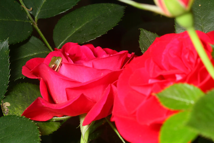 juvenile green treefrog Dryophytes cinereus nestled into rose blossom