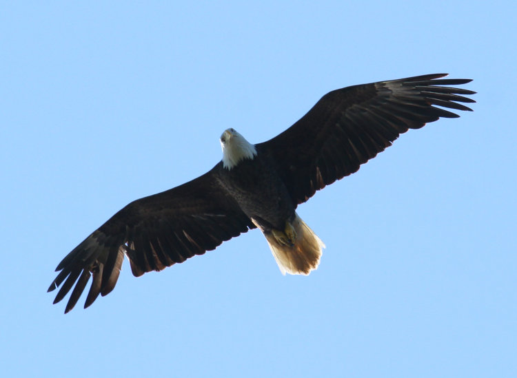 possible male bald eagle Haliaeetus leucocephalus overhead looking down at photographer