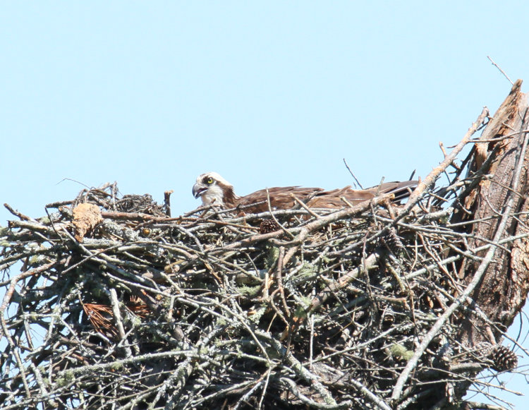 osprey Pandion haliaetus sitting on nest