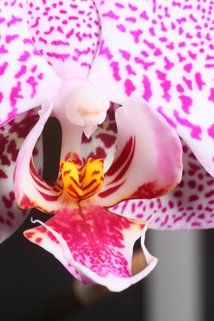 close up of center of unidentified orchid blossom