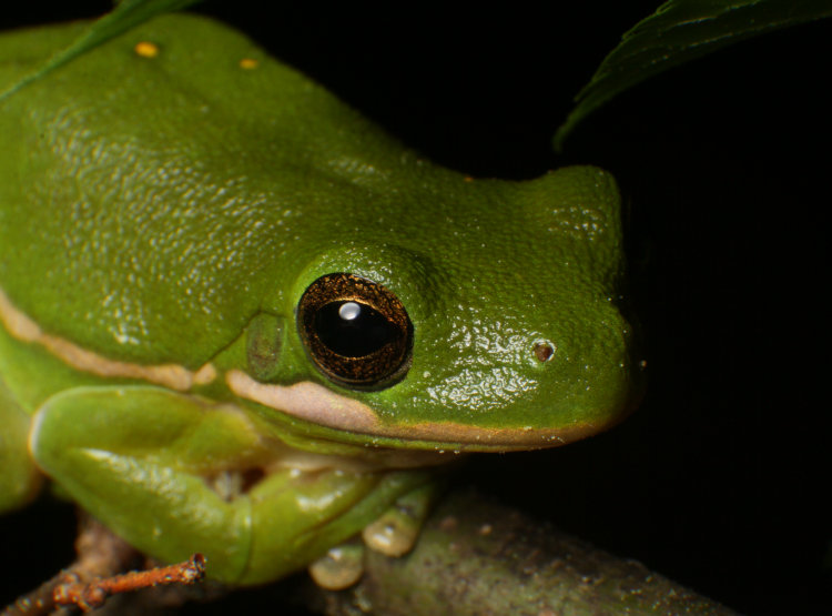 juvenile green treefrog Dryophytes cinereus posing patiently
