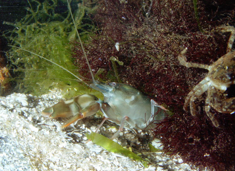 bigclaw snapping shrimp Alpheus heterochaelis peeking out of weeds in home aquarium