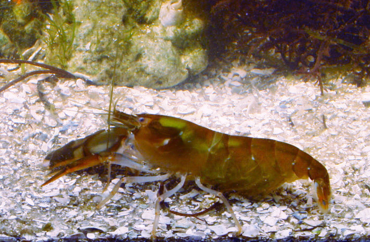 bigclaw snapping shrimp Alpheus heterochaelis in home aquarium