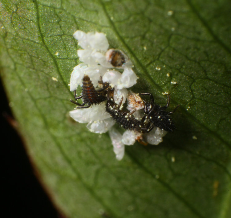 hatching eggs of probable lady beetles coccinellidae
