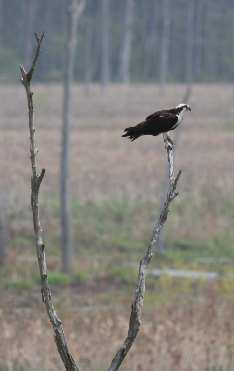 lone osprey Pandion haliaetus perched near nest site