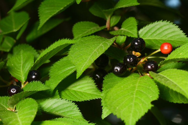 fruit on Yoshino cherry Prunus × yedoensis tree