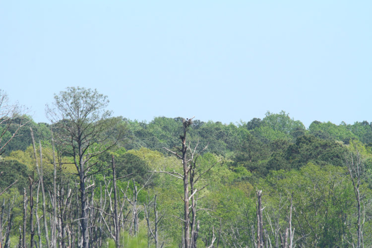 very distant osprey Pandion haliaetus nest, full frame