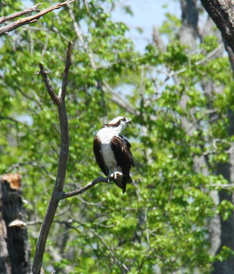 likely male osprey Pandion haliaetus standing sentry between two occupied nests