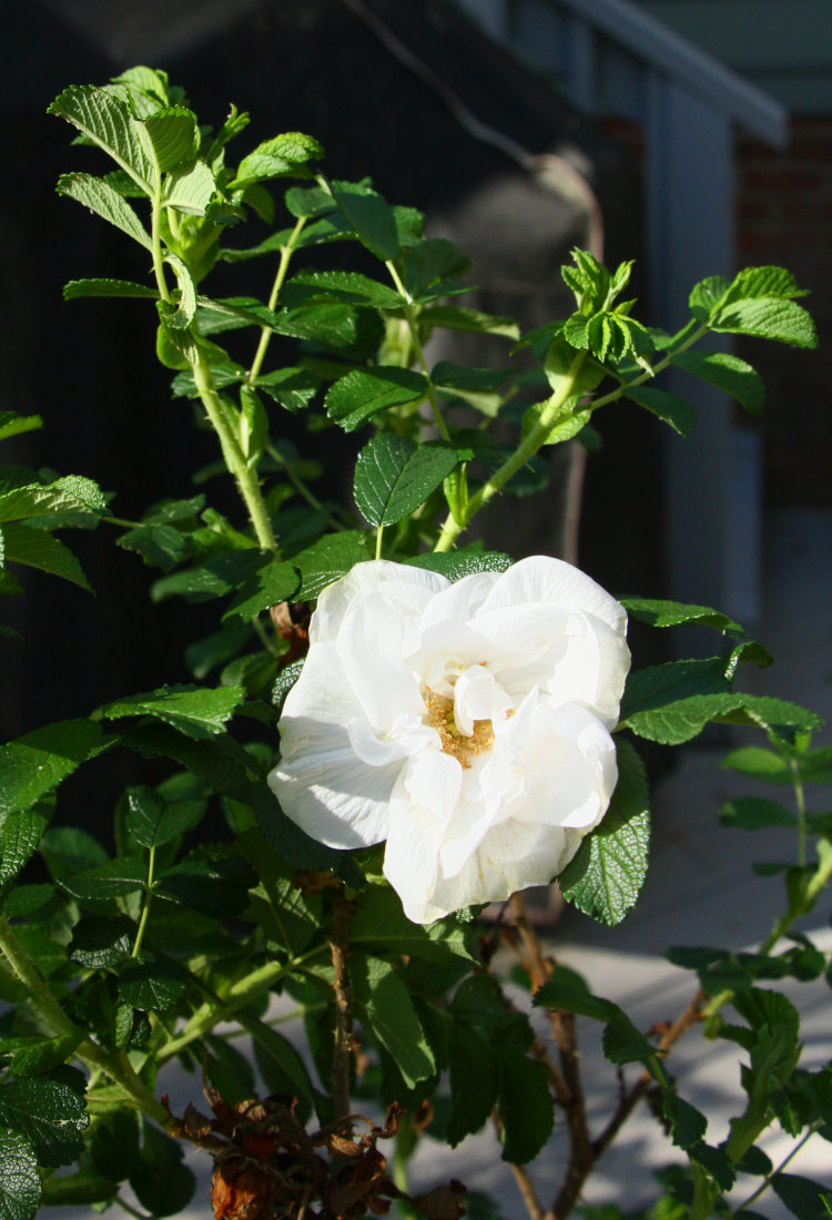 first blossom from white rose bush