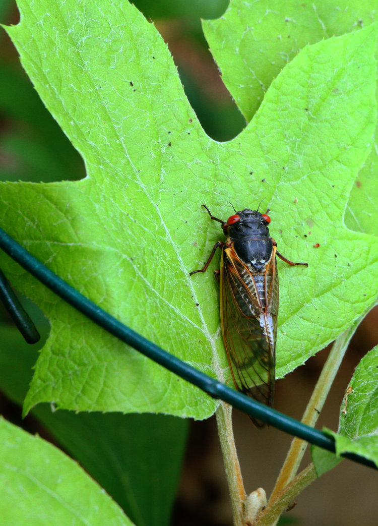 newly-emerged final instar of Brood XIX Magicicada