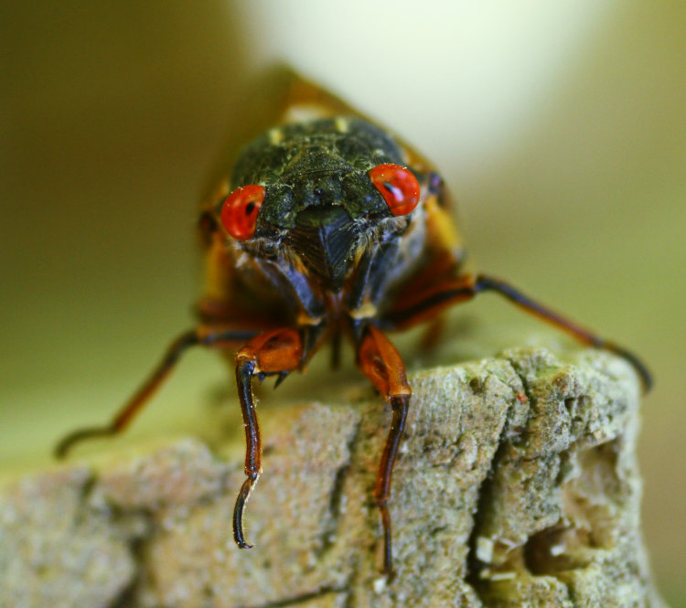 newly-emerged final instar of Magicicada Brood XIX 13-year periodical cicada, seen head-on