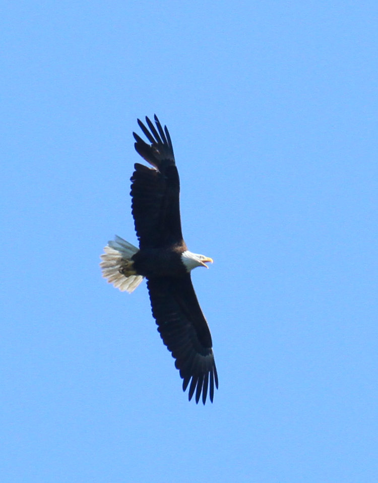 adult bald eagle Haliaeetus leucocephalus apparently making noise overhead