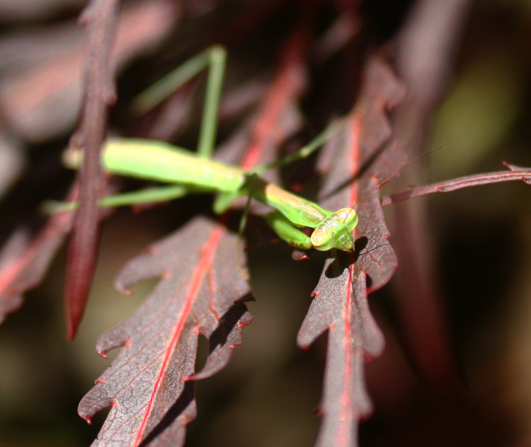 immature mantis, likely Chinese mantis Tenodera sinensis, perched on Japanese maple