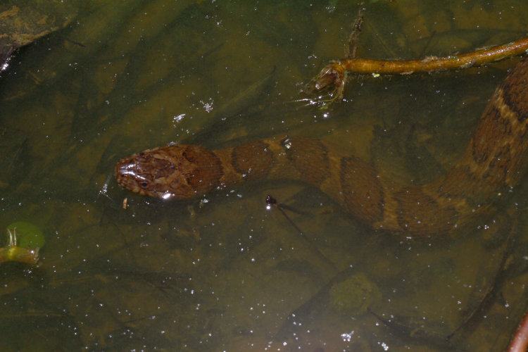 female northern water snake Nerodia sipedon sipedon in shallows of pond