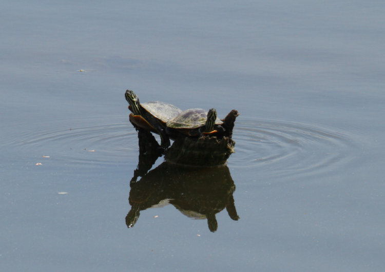 pair of likely pond sliders Trachemys scripta perched on barely adequate snag