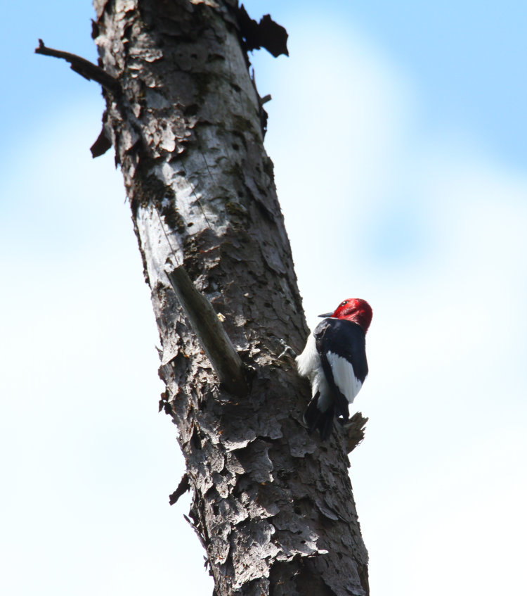 red-headed woodpecker Melanerpes erythrocephalus calling repeatedly in a seemingly anxious manner