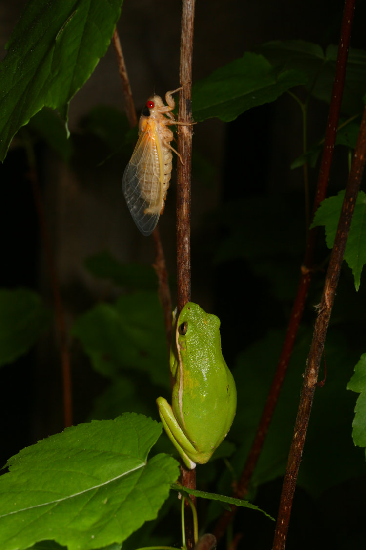 newly-emerged adult Brood XIX Magicicada on stem directly in front of large adult green treefrog Dryophytes cinereus