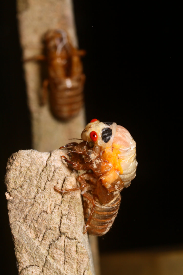 molting Brood XIX Magicicada alongside empty exoskeleton of another