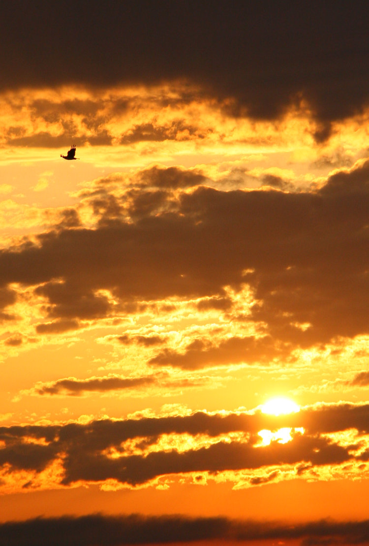 osprey Pandion haliaetus against sunset colors over Cayuga Lake, New York